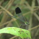 Image of Calopteryx orientalis imported from iNaturalist.