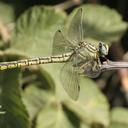 Image of Gomphus davidi imported from iNaturalist.