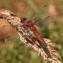 Image of Libellula pontica imported from iNaturalist.