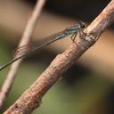 Image of Pseudagrion syriacum imported from iNaturalist.