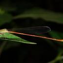 Image of Aciagrion pallidum imported from iNaturalist.