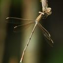 Image of Lestes nodalis imported from iNaturalist.