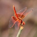 Image of Trithemis kirbyi imported from iNaturalist.