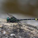 Image of Onychogomphus aequistylus imported from iNaturalist.