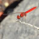 Image of Aethriamanta circumsignata imported from iNaturalist.