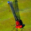 Image of Pseudagrion massaicum imported from iNaturalist.