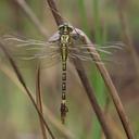 Image of Onychogomphus nigrotibialis imported from iNaturalist.