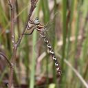 Image of Austroaeschna speciosa imported from iNaturalist.