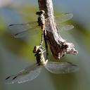 Image of Austrogomphus mjobergi imported from iNaturalist.