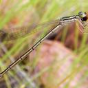 Image of Austrosticta soror imported from iNaturalist.