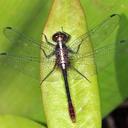 Image of Erythrodiplax amazonica imported from iNaturalist.