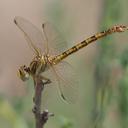 Image of Crenigomphus kavangoensis imported from iNaturalist.