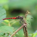 Image of Sympetrum nantouensis imported from iNaturalist.