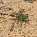 Image of Ophiogomphus smithi imported from iNaturalist.