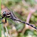 Image of Cordulegaster talaria imported from iNaturalist.