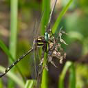 Image of Zoraena talaria imported from iNaturalist.