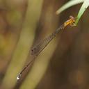 Image of Psaironeura angeloi imported from iNaturalist.