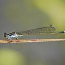 Image of Pseudagrion bernardi imported from iNaturalist.