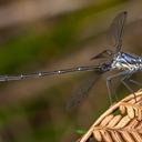 Image of Austroargiolestes brookhousei imported from iNaturalist.