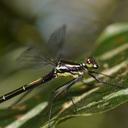 Image of Austroargiolestes isabellae imported from iNaturalist.