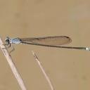 Image of Pseudagrion jedda imported from iNaturalist.