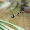 Image of Eusynthemis deniseae imported from iNaturalist.