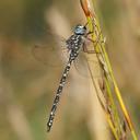 Image of Austroaeschna obscura imported from iNaturalist.