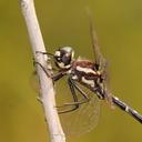 Image of Eusynthemis tillyardi imported from iNaturalist.