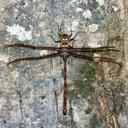 Image of Austrophlebia subcostalis imported from iNaturalist.