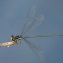 Image of Pseudagrion lucifer imported from iNaturalist.