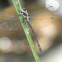 Image of Eusynthemis rentziana imported from iNaturalist.