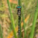 Image of Eusynthemis ursa imported from iNaturalist.