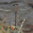 Image of Petalura litorea imported from iNaturalist.