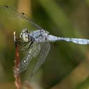 Image of Nannophya fenshami imported from iNaturalist.