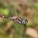 Image of Austroaeschna pulchra imported from iNaturalist.