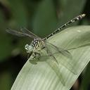 Image of Austrogomphus arbustorum imported from iNaturalist.