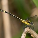 Image of Austrogomphus prasinus imported from iNaturalist.