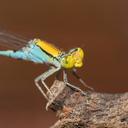 Image of Pseudagrion aureofrons imported from iNaturalist.