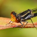 Image of Pseudagrion ignifer imported from iNaturalist.