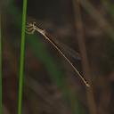 Image of Austrosticta fieldi imported from iNaturalist.