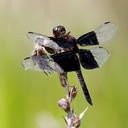 Image of Camacinia othello imported from iNaturalist.