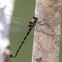 Image of Petalura ingentissima imported from iNaturalist.