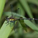 Image of Austrogomphus bifurcatus imported from iNaturalist.