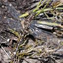 Image of Synthemis tasmanica imported from iNaturalist.