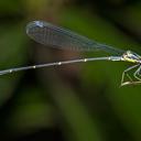 Image of Neosticta canescens imported from iNaturalist.