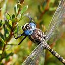 Image of Austroaeschna flavomaculata imported from iNaturalist.