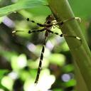 Image of Telephlebia cyclops imported from iNaturalist.