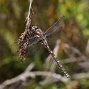 Image of Archipetalia auriculata imported from iNaturalist.