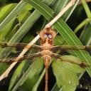 Image of Telephlebia tryoni imported from iNaturalist.