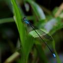 Image of Nesobasis angulicollis imported from iNaturalist.